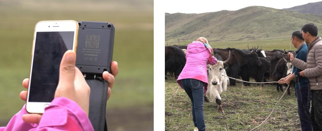 東信智慧牧場農場管理系統綜合解決方案 東信智慧牧場農場管理系統綜合解決方案