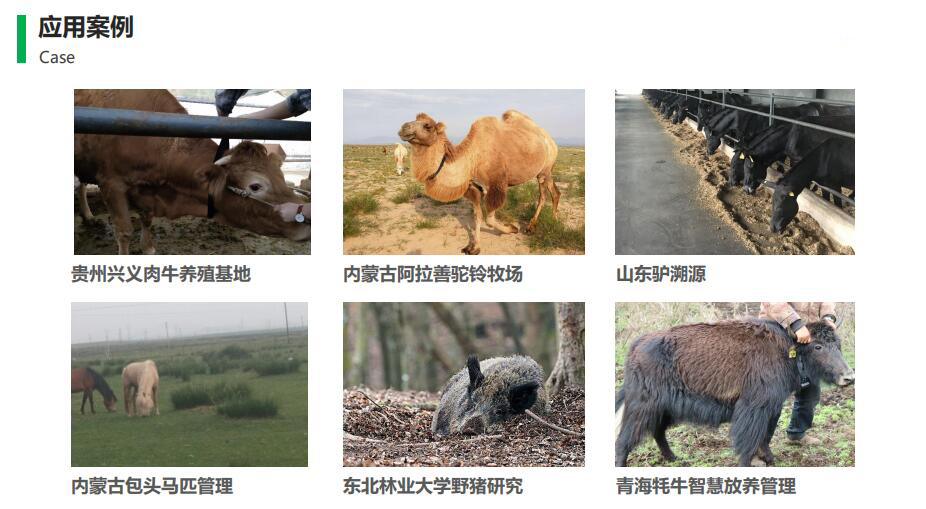 智慧牧場應用案例 智慧牧場應用案例